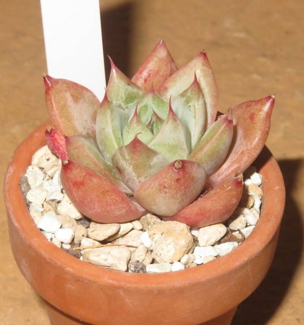 Echeveria cv Red Gladiolus