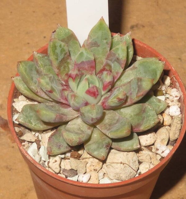 Echeveria cv Jelly Jam