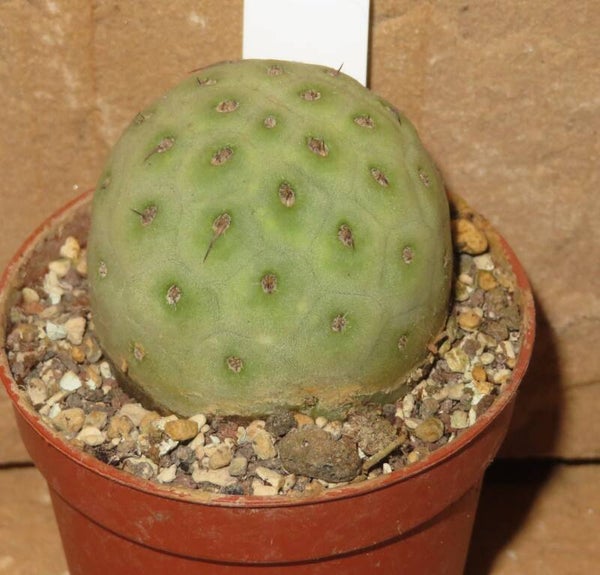 Tephrocactus geometricus