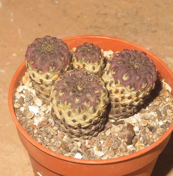 Sulcorebutia rauschii cv. violacidermis