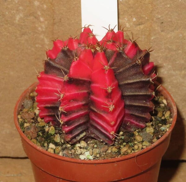 Gymnocalycium mihanovichii cv Hibotan - Nishikii variegata