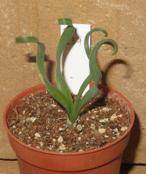 Albuca concordiana - Sämling / Seedling