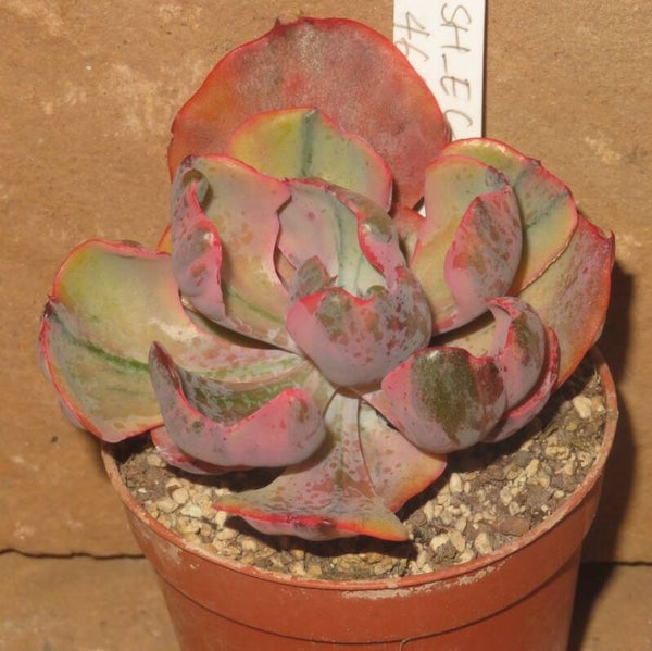 Echeveria cv Beyonce  Rainbow variegata