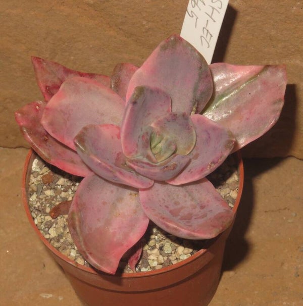 Graptoveria bainesii variegata -  Graptoveria albert baynes variegata
