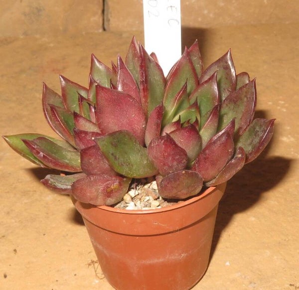 Echeveria agavoides cv Frank Reinelt