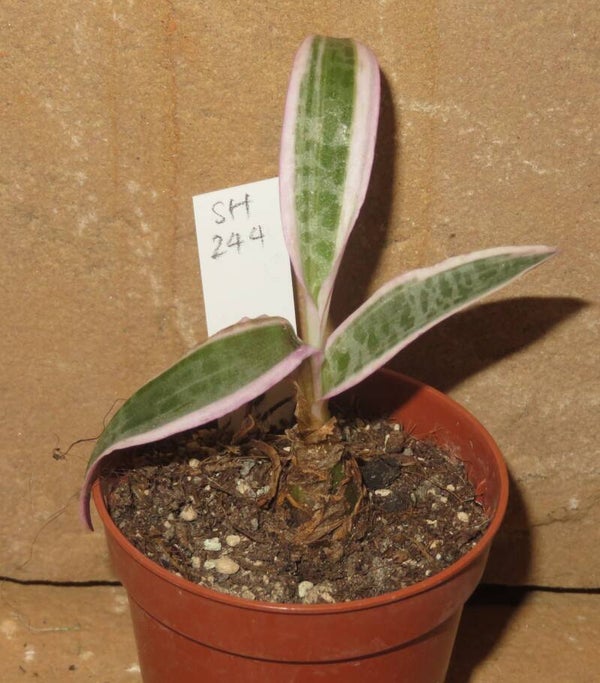 Ledebouria socialis Scilla violacea variegata