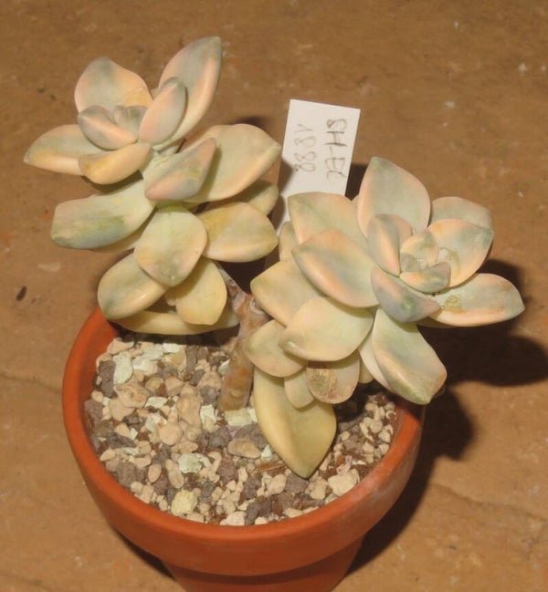 Graptoveria cv TITUBANS variegata