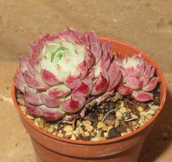 Echeveria cv Charles Rose