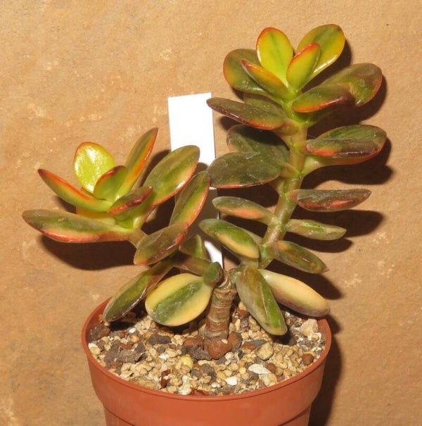 Crassula argentea cv Majiko Gorudo variegata