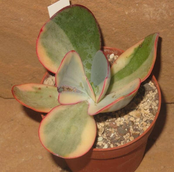 Echeveria cv Jyulia variegata