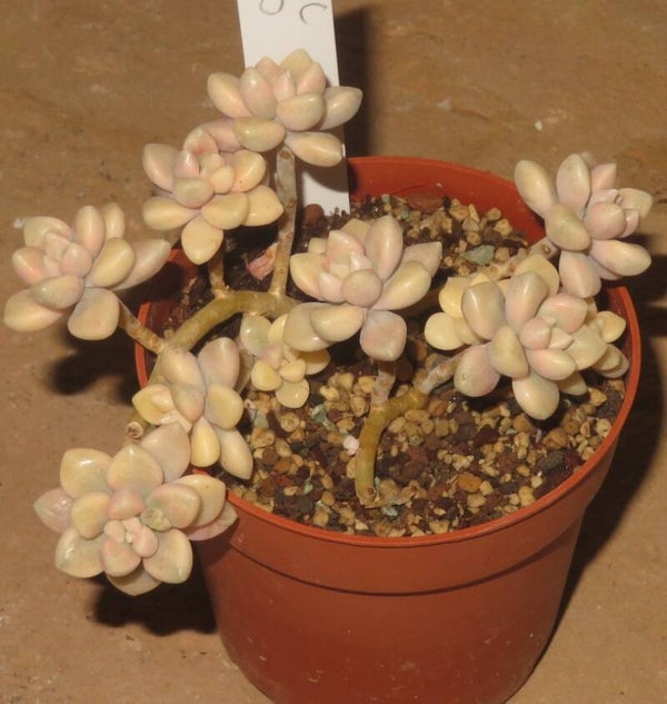 Graptopetalum mendozae variegata