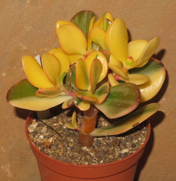 Crassula argentea cv Maruba NISHIKI variegata