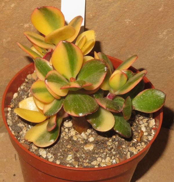 Crassula argentea cv Maruba NISHIKI variegata