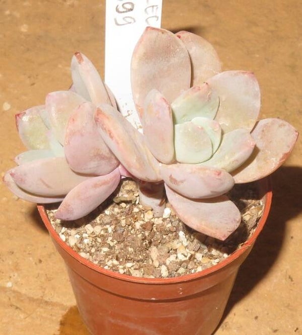 Echeveria cv Pink Heart