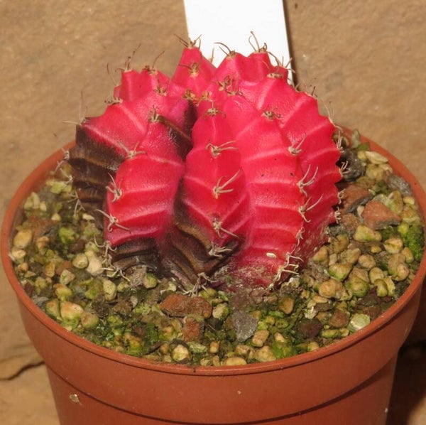 Gymnocalycium mihanovichii cv Hibotan - Nishikii variegata