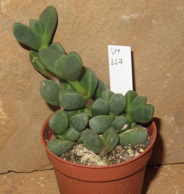 Delosperma lehmannii