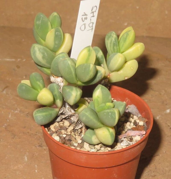 Delosperma lehmannii variegata