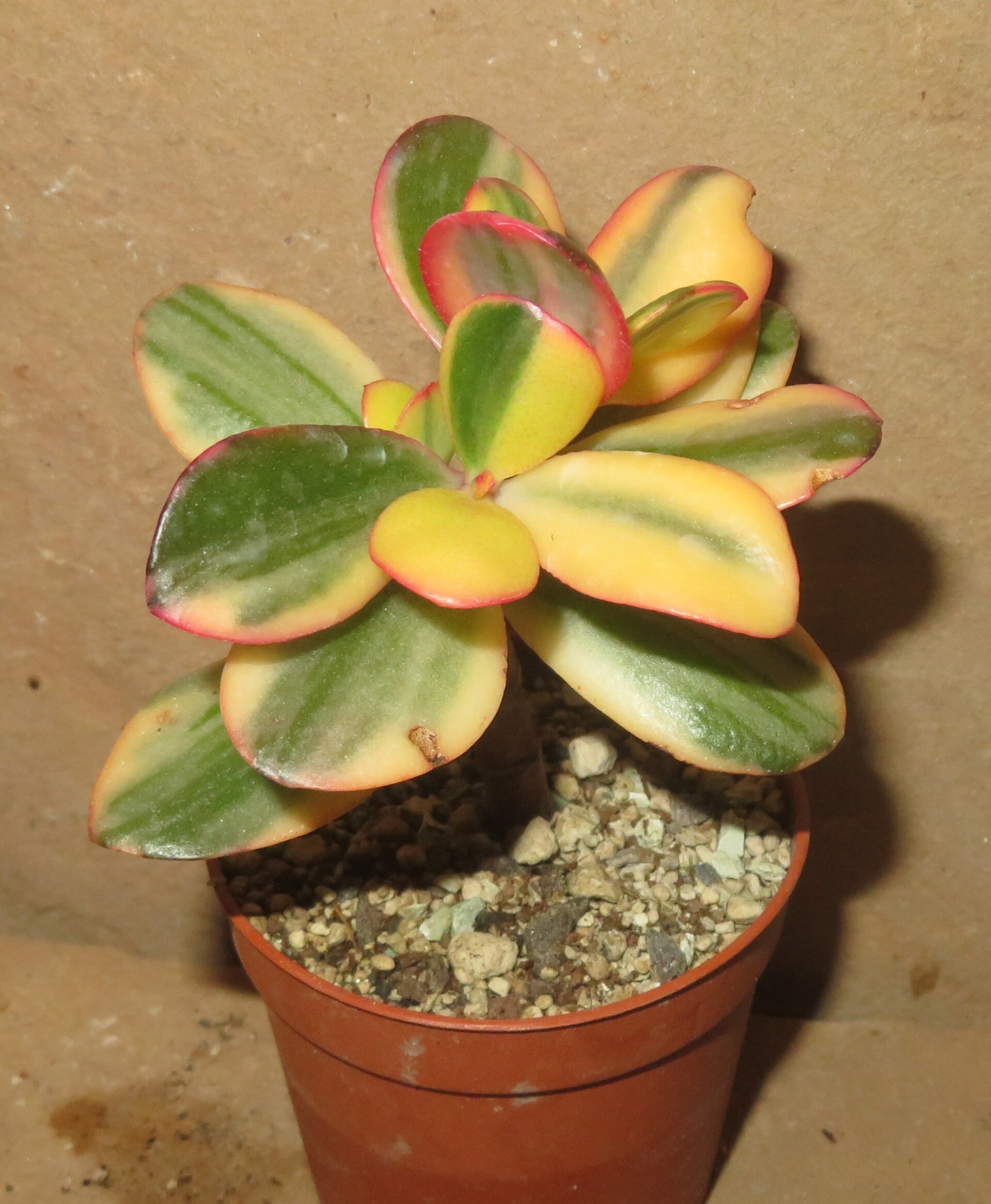 Crassula argentea cv Maruba NISHIKI variegata