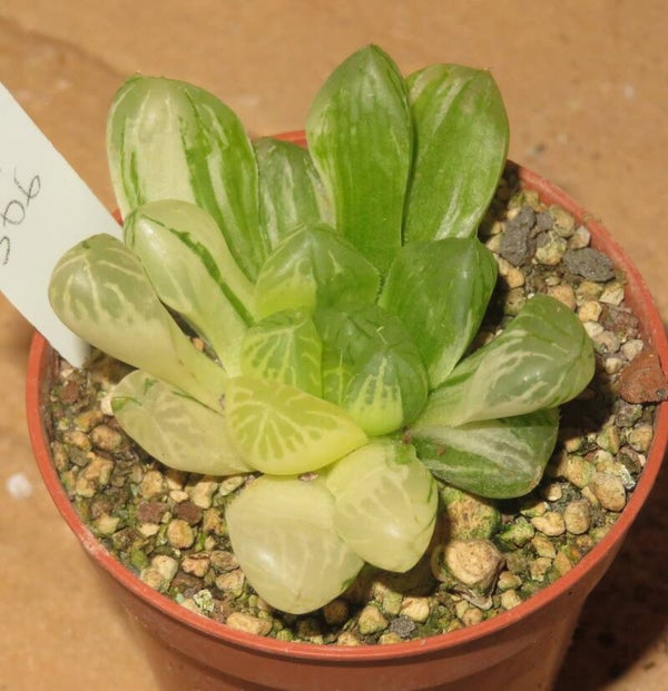 Haworthia obtusa cv Marin variegata