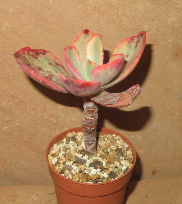 Echeveria cv Tornado variegata