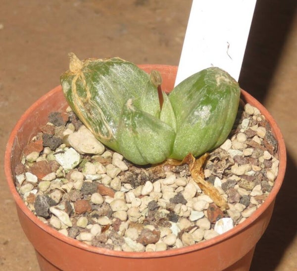 Bulbine mesembryanthemoides Namaqualand – Bulb / Zwiebel