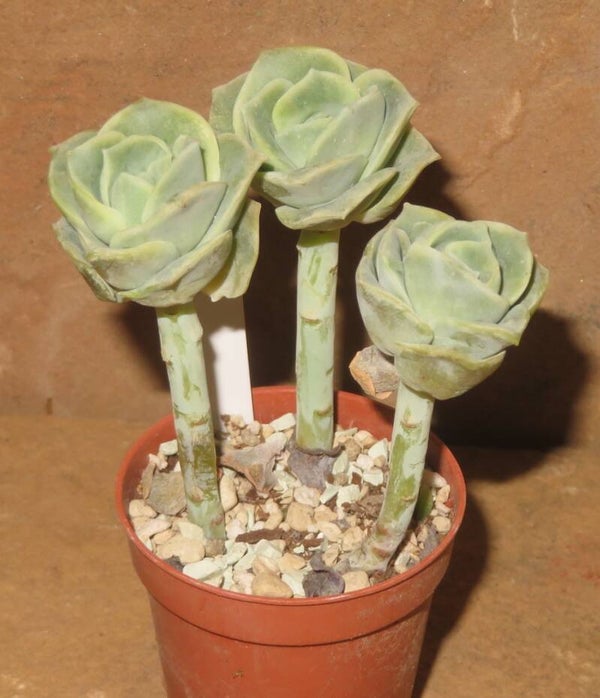 Echeveria cv Lovely Rose
