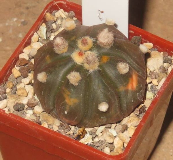 Astrophytum asterias cv Chocolate variegata