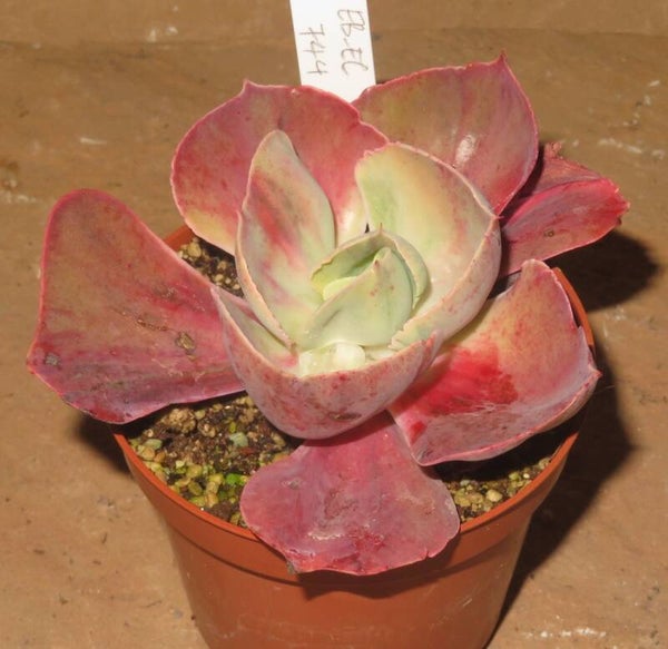 Echeveria cv Chantilly Rainbow Rose variegata