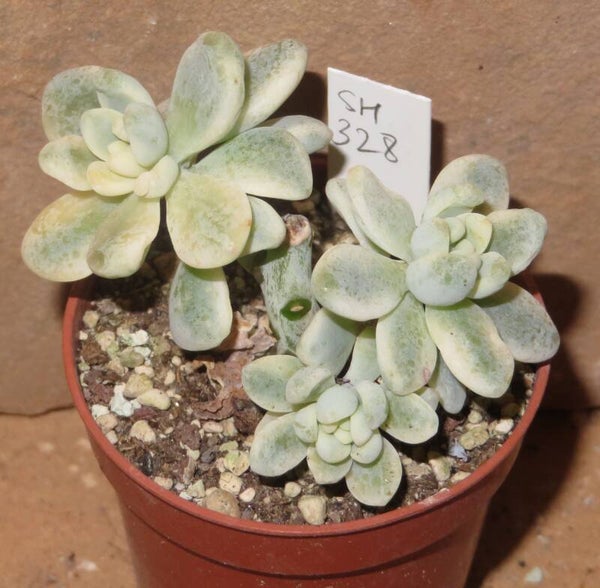 Sedum clavatum variegata