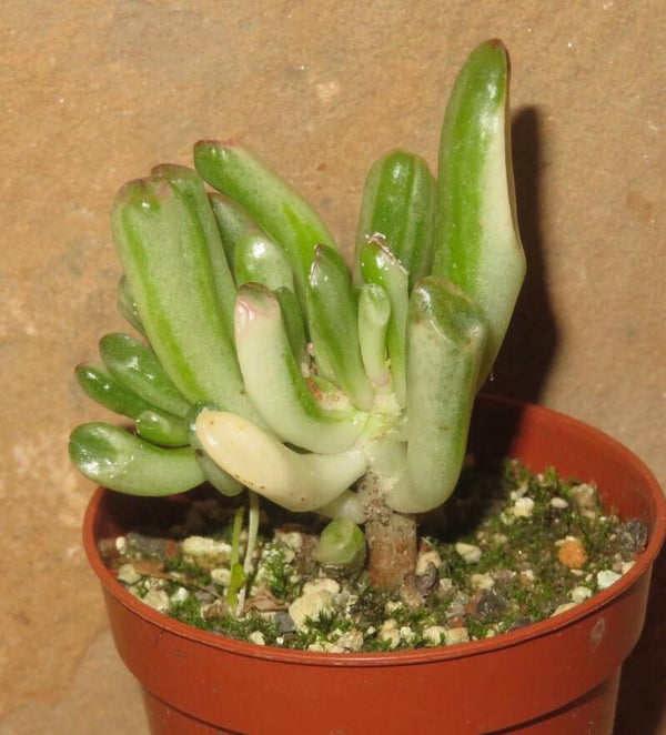 Crassula argentea cv Gollum variegata