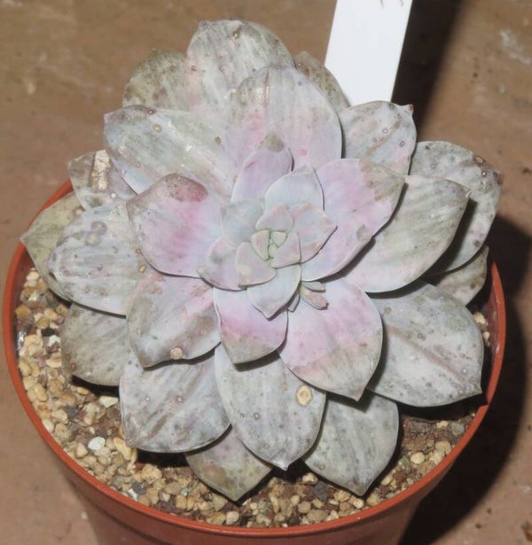 Graptopetalum cv Silverbum variegata