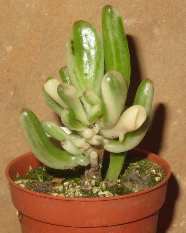 Crassula argentea cv Gollum variegata
