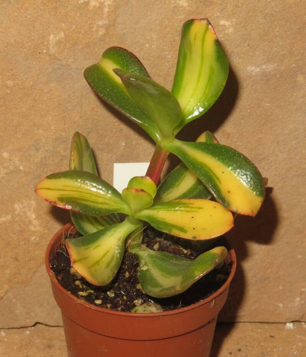 Crassula argentea cv Mikaeri Bijin variegata