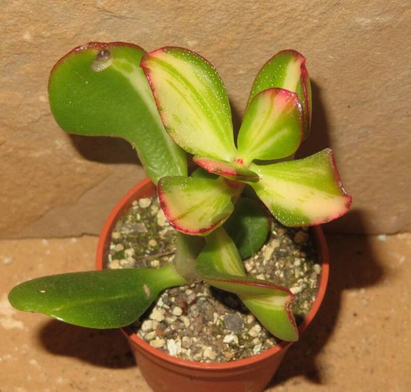 Crassula argentea cv Mikaeri Bijin variegata