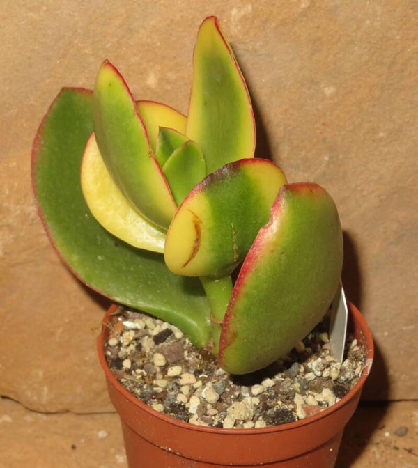 Crassula argentea cv Maruba Kagetsu variegata