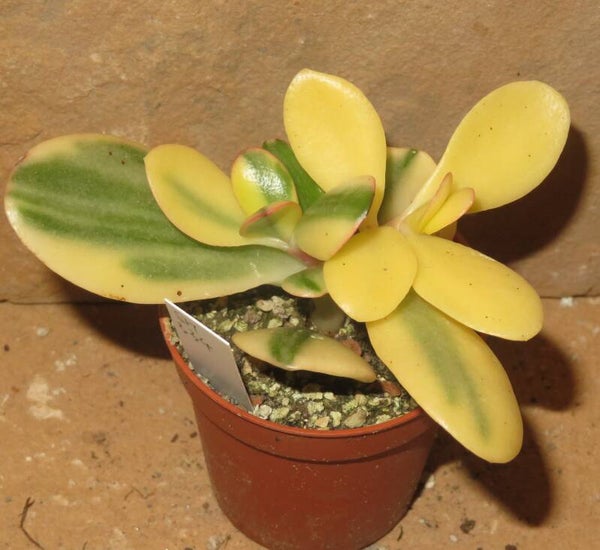 Crassula argentea cv Maruba NISHIKI variegata