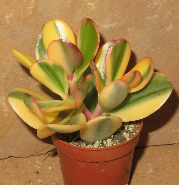 Crassula argentea cv Maruba NISHIKI variegata
