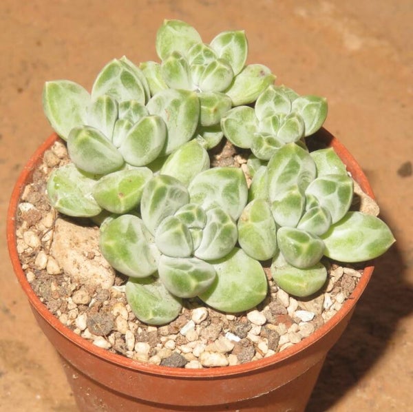 Pachyphytum compactum cv Knobbly - 2 Blätter / Blattstecklinge