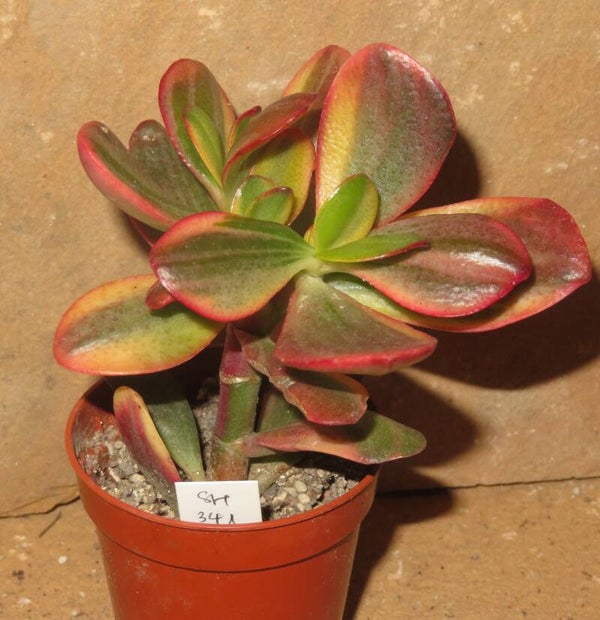 Crassula argentea cv Shinro Ryoko variegata