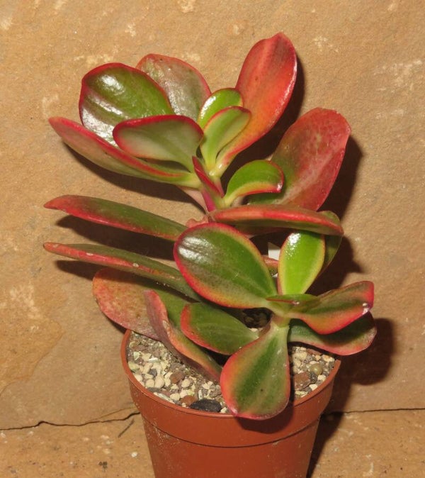 Crassula argentea cv Shinro Ryoko variegata