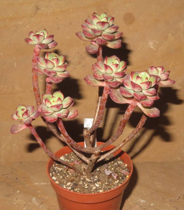 Echeveria cv Tango-Alte Pflanze