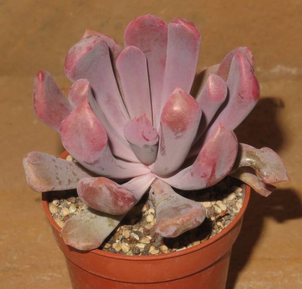 Echeveria cv Cupid
