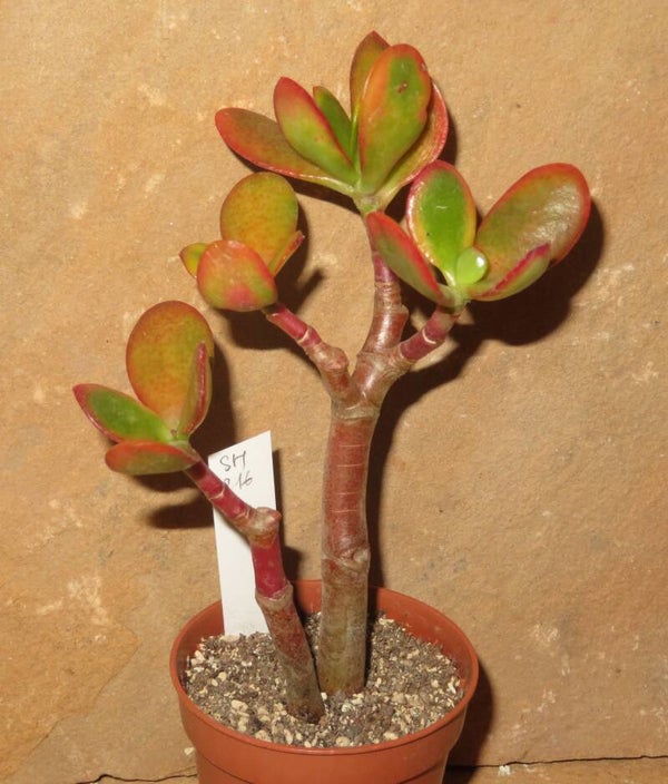 Crassula argentea cv JADE variegata