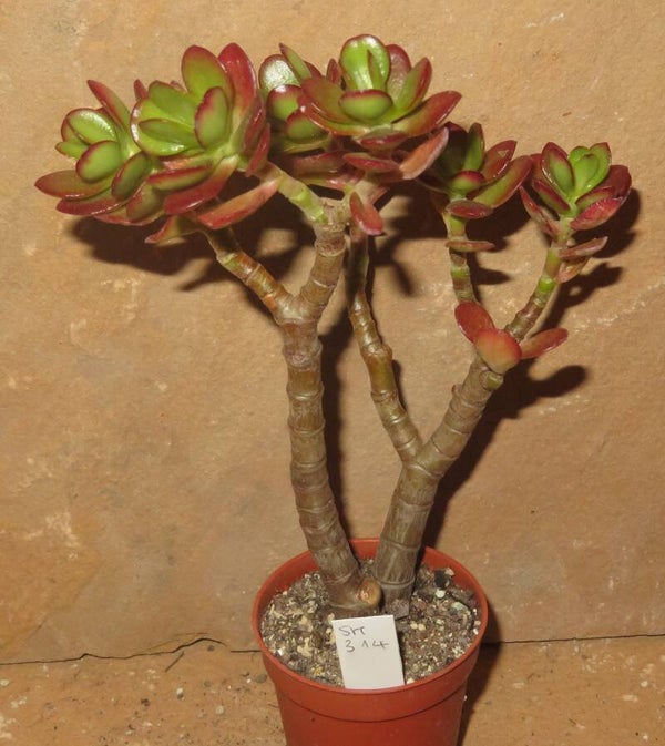 Crassula argentea minor cv Magic