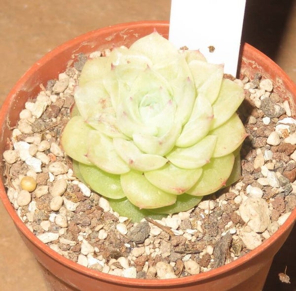 Echeveria cv Powder White - 2 Blätter / Blattstecklinge