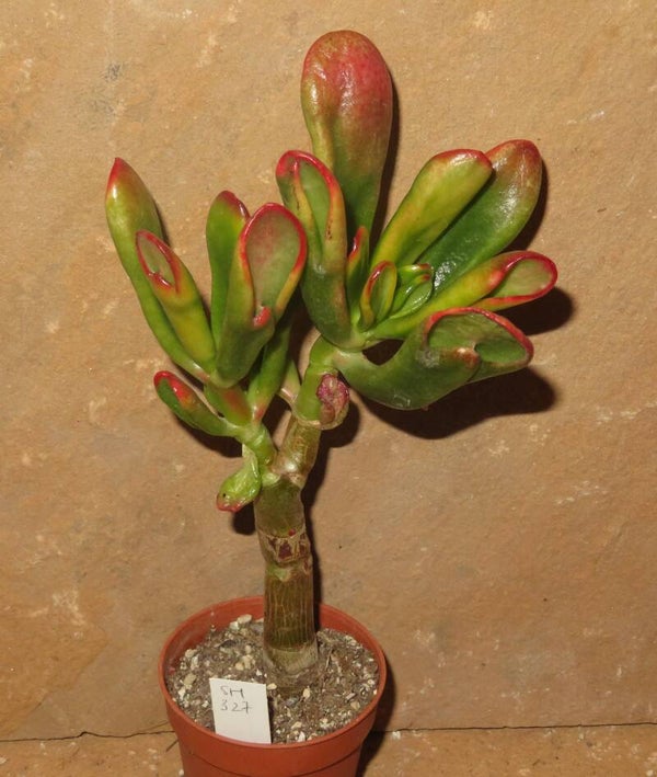 Crassula argentea cv Hobbit variegata