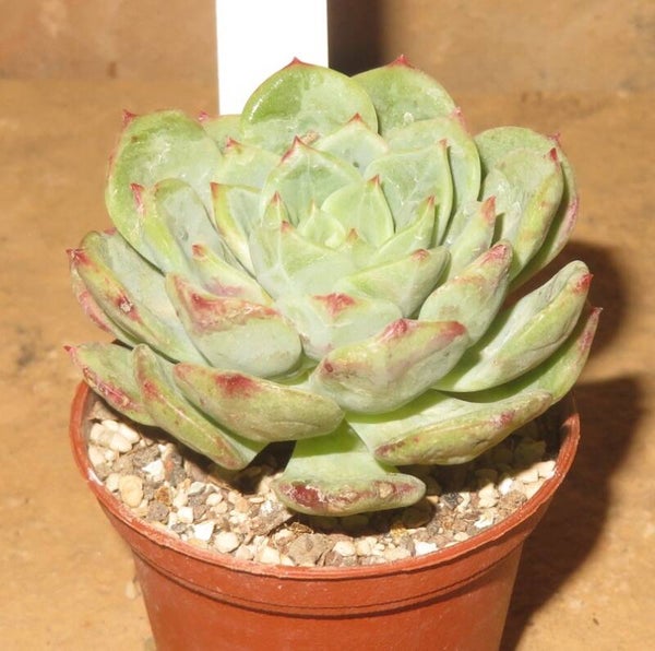 Echeveria cv Victory