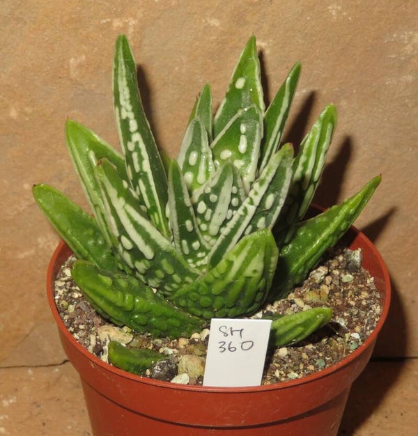 Haworthia cv Angel Tears