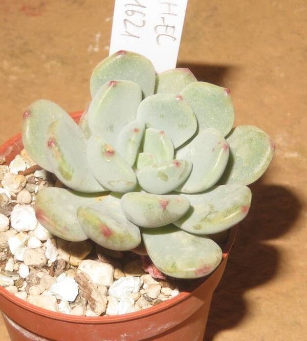 Echeveria cv Misellosa New!!!
