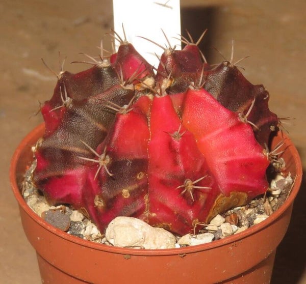 Gymnocalycium mihanovichii cv Hibotan-Nishiki variegata